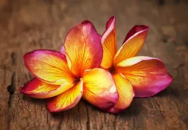tapeta-flizelinowa-plumeria-drewno-152x104