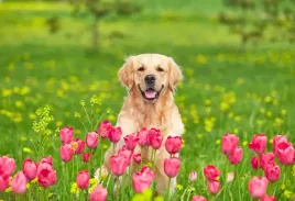 tapeta-flizelinowa-pies-tulipany-104x70
