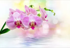 tapeta-flizelinowa-orchidea-roz-104x70