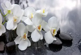 tapeta-flizelinowa-orchidei-kamienie-104x70