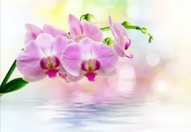 tapeta-flizelinowa-orchidea-roz-152x104