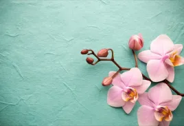 tapeta-flizelinowa-orchidea-rozowy-104x70