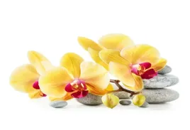 tapeta-flizelinowa-orchidea-zolty-104x70