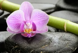 tapeta-flizelinowa-orchidea-kamienie-104x70
