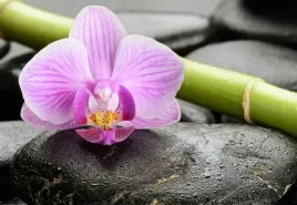 tapeta-flizelinowa-orchidea-kamienie-152x104