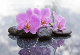 tapeta-flizelinowa-orchidea-kamienie-104x70