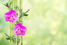 tapeta-flizelinowa-orchidea-i-bambus-104x70