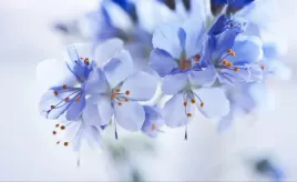 tapeta-flizelinowa-niebieskie-kwiaty-416x254