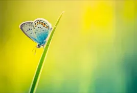 tapeta-flizelinowa-motyl-104x70
