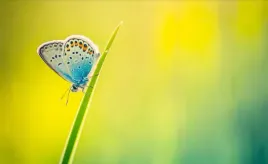 tapeta-flizelinowa-motyl-416x254