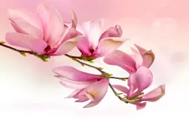 tapeta-flizelinowa-magnolia-104x70