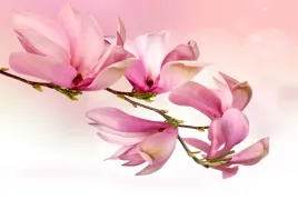 tapeta-flizelinowa-magnolia-312x219