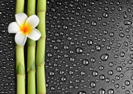 tapeta-flizelinowa-kwiat-frangipani-208x146