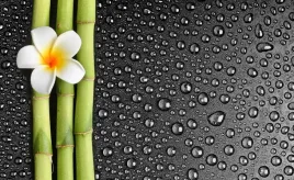 tapeta-flizelinowa-kwiat-frangipani-416x254