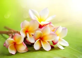 tapeta-flizelinowa-frangipani-kwiaty-312x219
