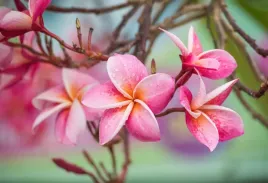 tapeta-flizelinowa-frangipani-rozowy-104x70