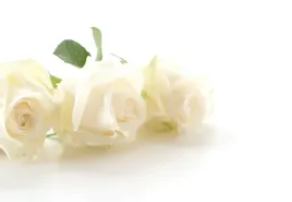 tapeta-flizelinowa-biale-roze-152x104