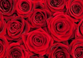 tapeta-flizelinowa-czerwone-roze-208x146