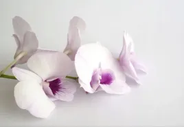 tapeta-flizelinowa-biale-orchidee-152x104