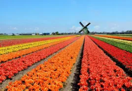 fototapeta-flizelinowa-wiatrak-tulipany-152x104