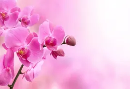 fototapeta-flizelinowa-rozowa-orchidea-104x70