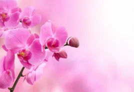 fototapeta-flizelinowa-rozowa-orchidea-152x104
