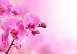 fototapeta-flizelinowa-rozowa-orchidea-312x219