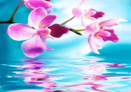 fototapeta-flizelinowa-orchidea-woda-312x219