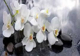 fototapeta-flizelinowa-orchidei-kamienie-312x219