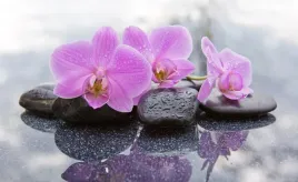 fototapeta-flizelinowa-orchidea-kamienie-416x254