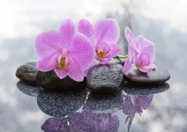 fototapeta-flizelinowa-orchidea-kamienie-312x219