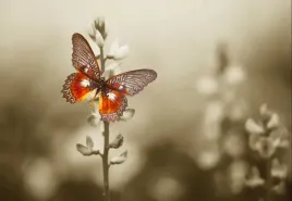 fototapeta-flizelinowa-motyl-kwiaty-152x104
