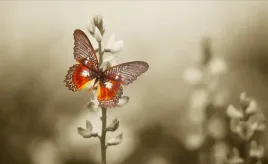 fototapeta-flizelinowa-motyl-kwiaty-416x254