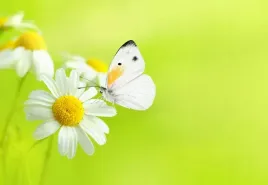 fototapeta-flizelinowa-motyl-i-rumianek-152x104