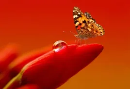 fototapeta-flizelinowa-motyl-tulipan-152x104
