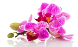 fototapeta-flizelinowa-kwiaty-orchidei-416x254