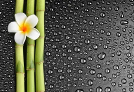 fototapeta-flizelinowa-kwiat-frangipani-104x70