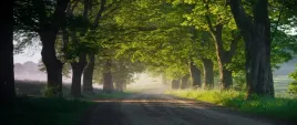 fototapeta-flizelinowa-aleja-drzew-250x104