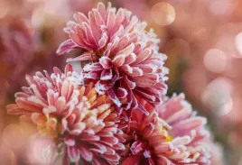 fototapeta-flizelinowa-aster-lod-rozowy-104x70