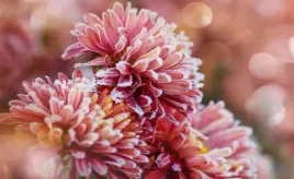 fototapeta-flizelinowa-aster-lod-rozowy-416x254