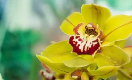 tapeta-flizelinowa-zolta-orchidea-416x254