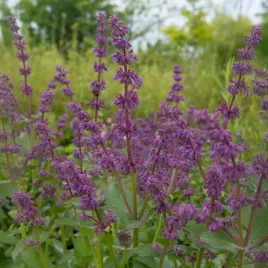 szalwia-endless-love-sadzonki-fioletowe-miododajne-kwiaty