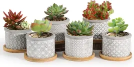doniczki-cementowe-na-sukulenty-z-podstawka-zestaw-6-szt-6-5x5-5cm