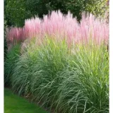 miskant-chinski-miscanthus-sinensis-flamingo