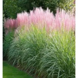 miskant-chinski-miscanthus-sinensis-flamingo