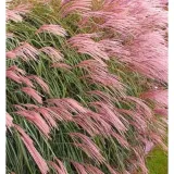 miskant-chinski-miscanthus-sinensis-flamingo