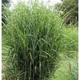 miskant-chinski-miscanthus-sinensis-strictus-dwarf