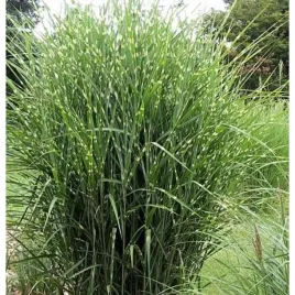 miskant-chinski-miscanthus-sinensis-strictus-dwarf