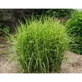 miskant-chinski-miscanthus-sinensis-strictus-dwarf