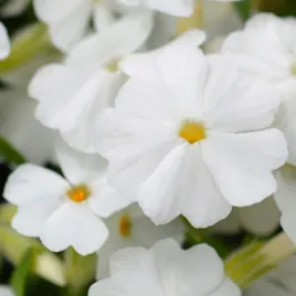 floks-wiechowaty-bialy-flame-white-sadzonki-pachnacy-odpory-na-choroby